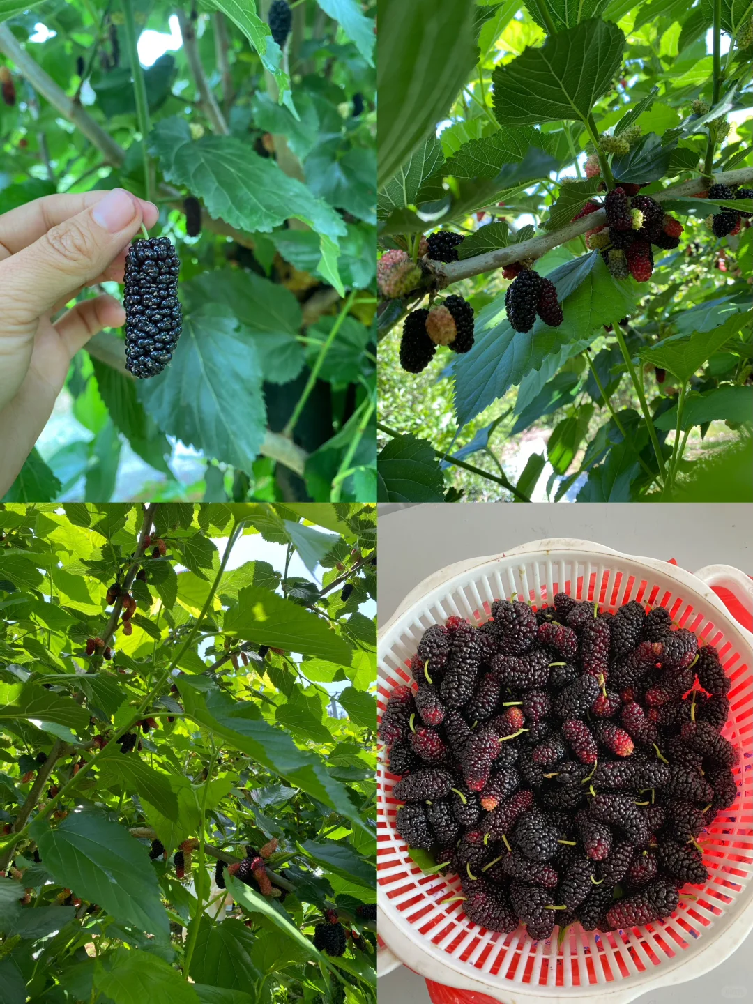 拥有一片小果园是什么体验？