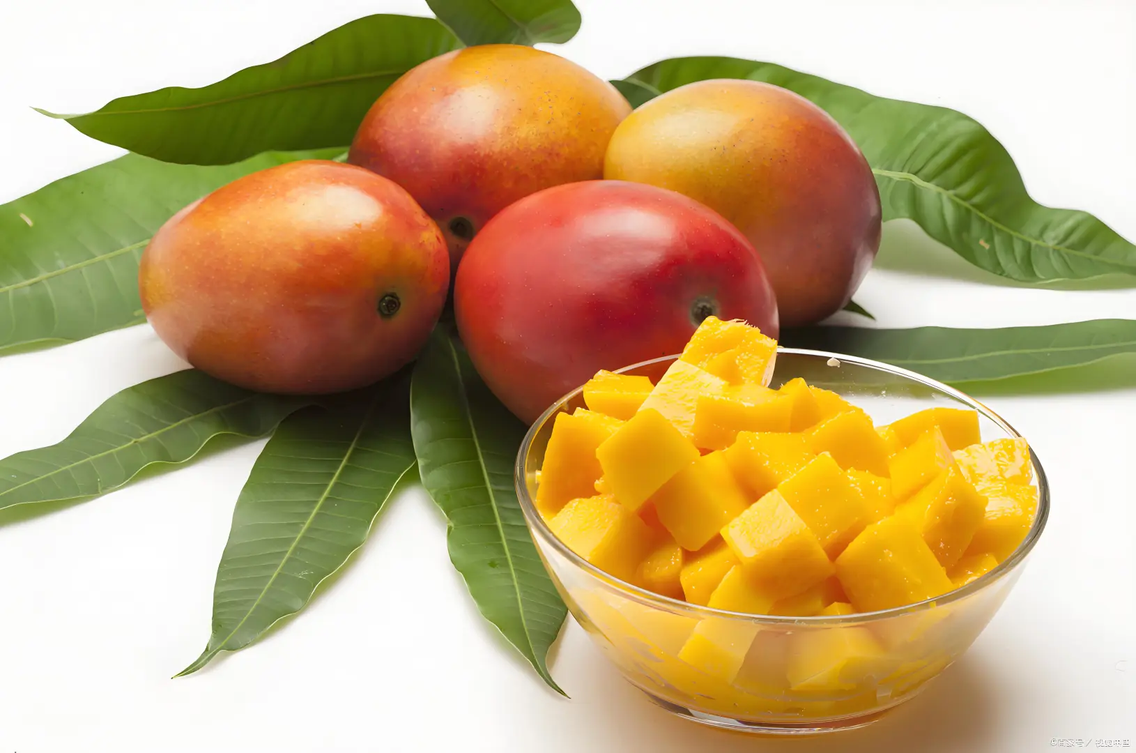 春日限定！芒果的甜蜜诱惑