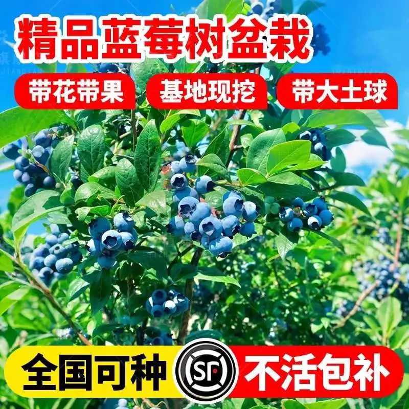 蓝莓自由?阳台果树结果爆盆