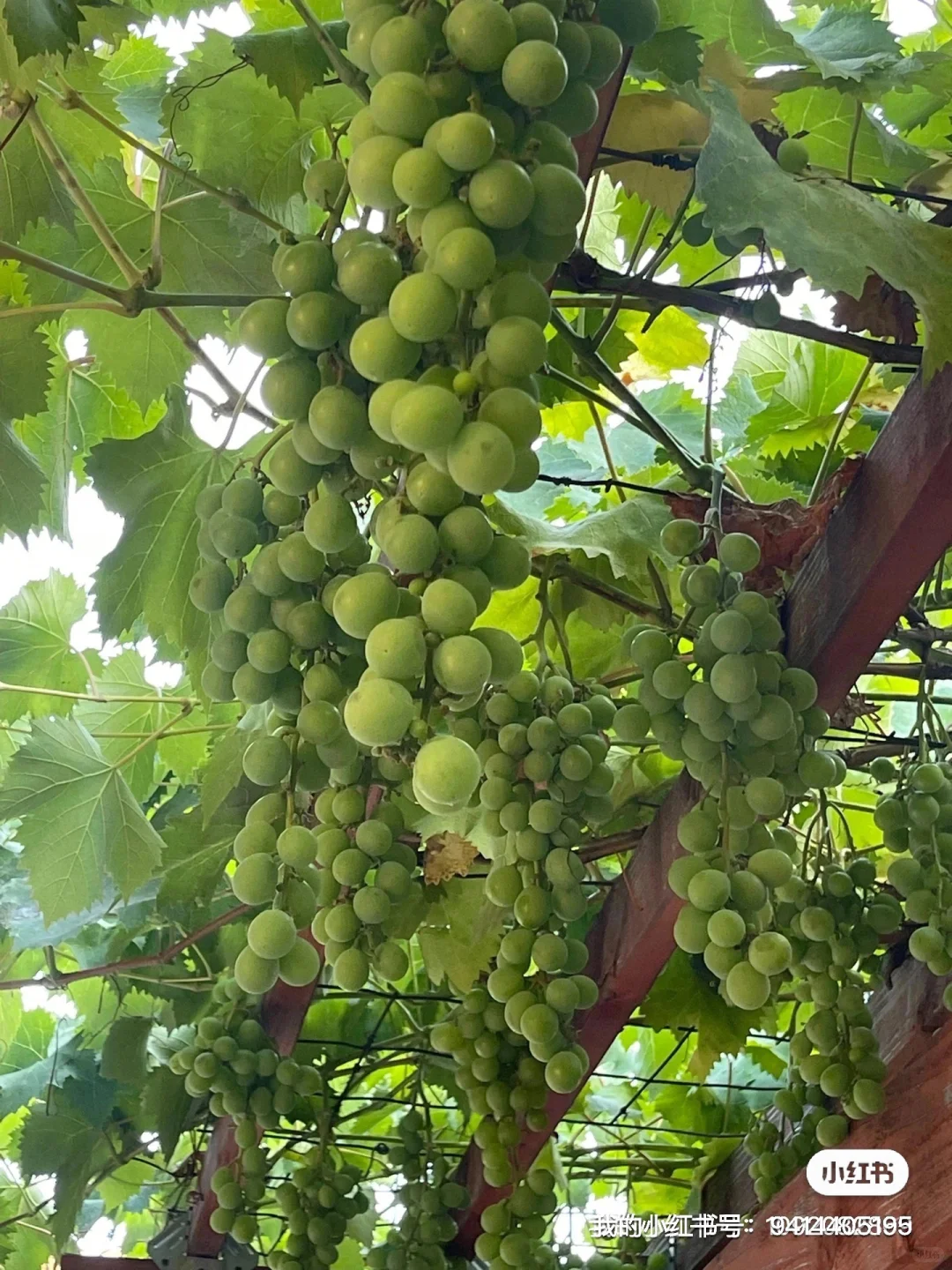 盘点一下我们的各类果树苗