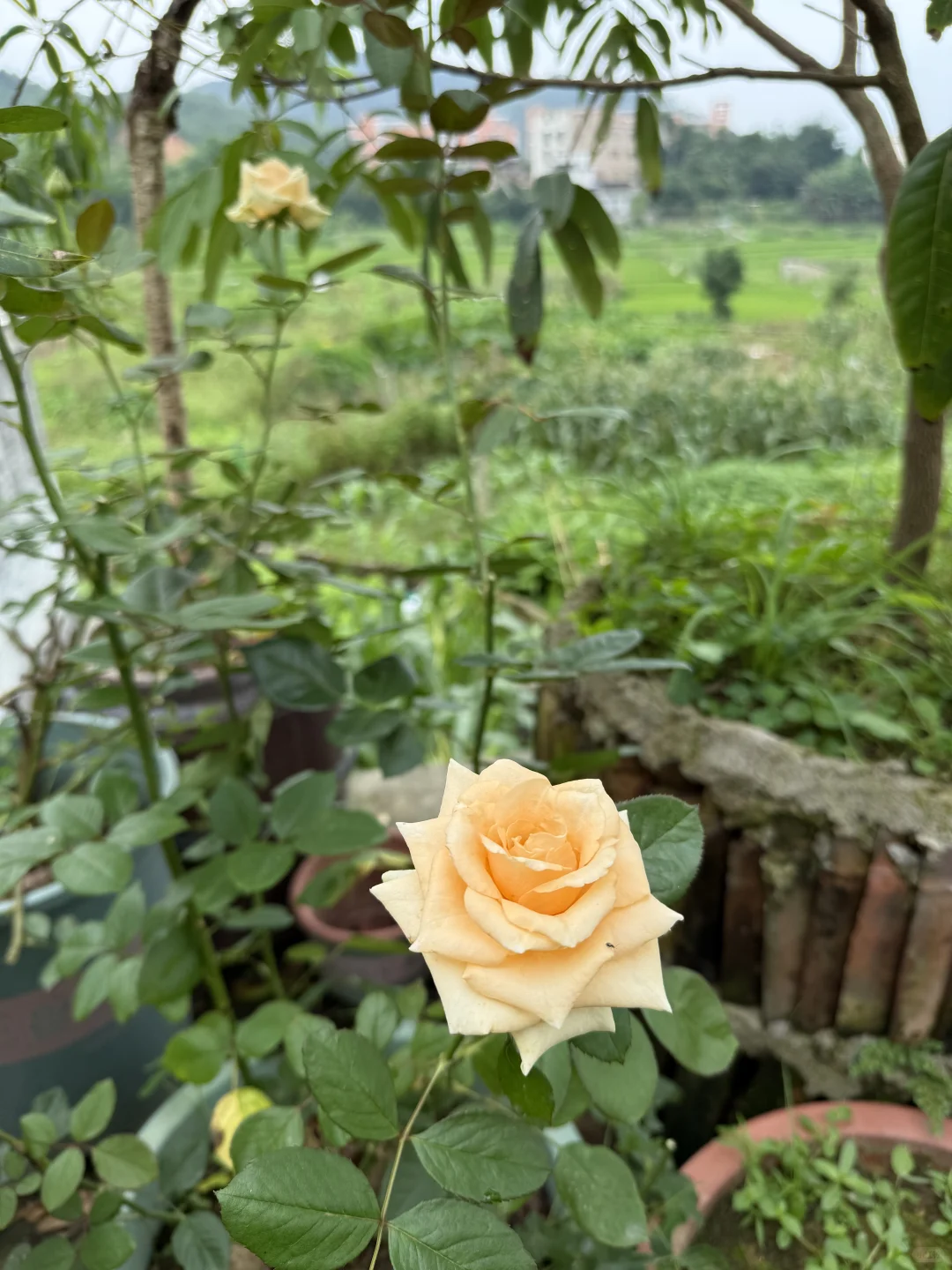 23年我种下果树结果了