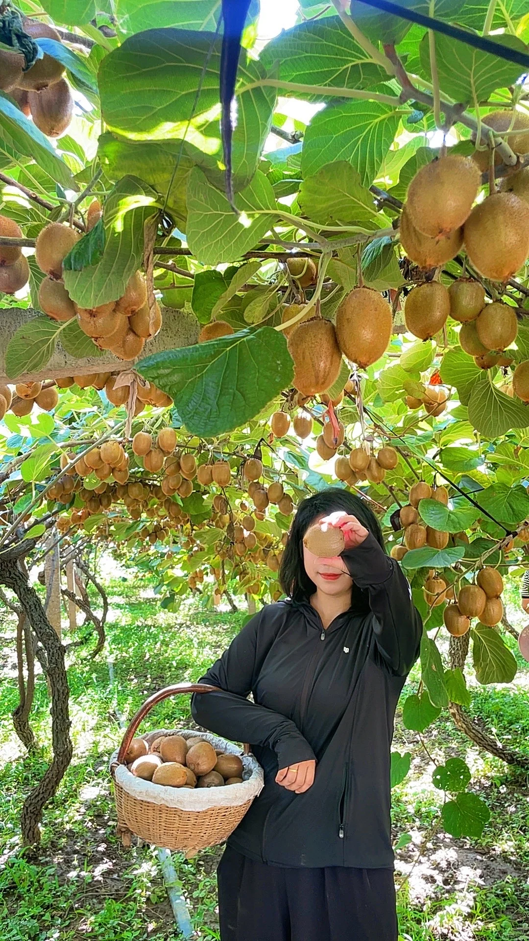 被猕猴桃治愈的季节到了！