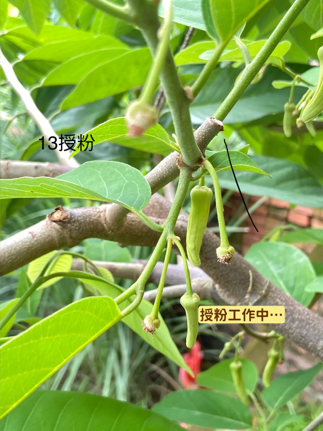 释迦果从幼苗到结果…