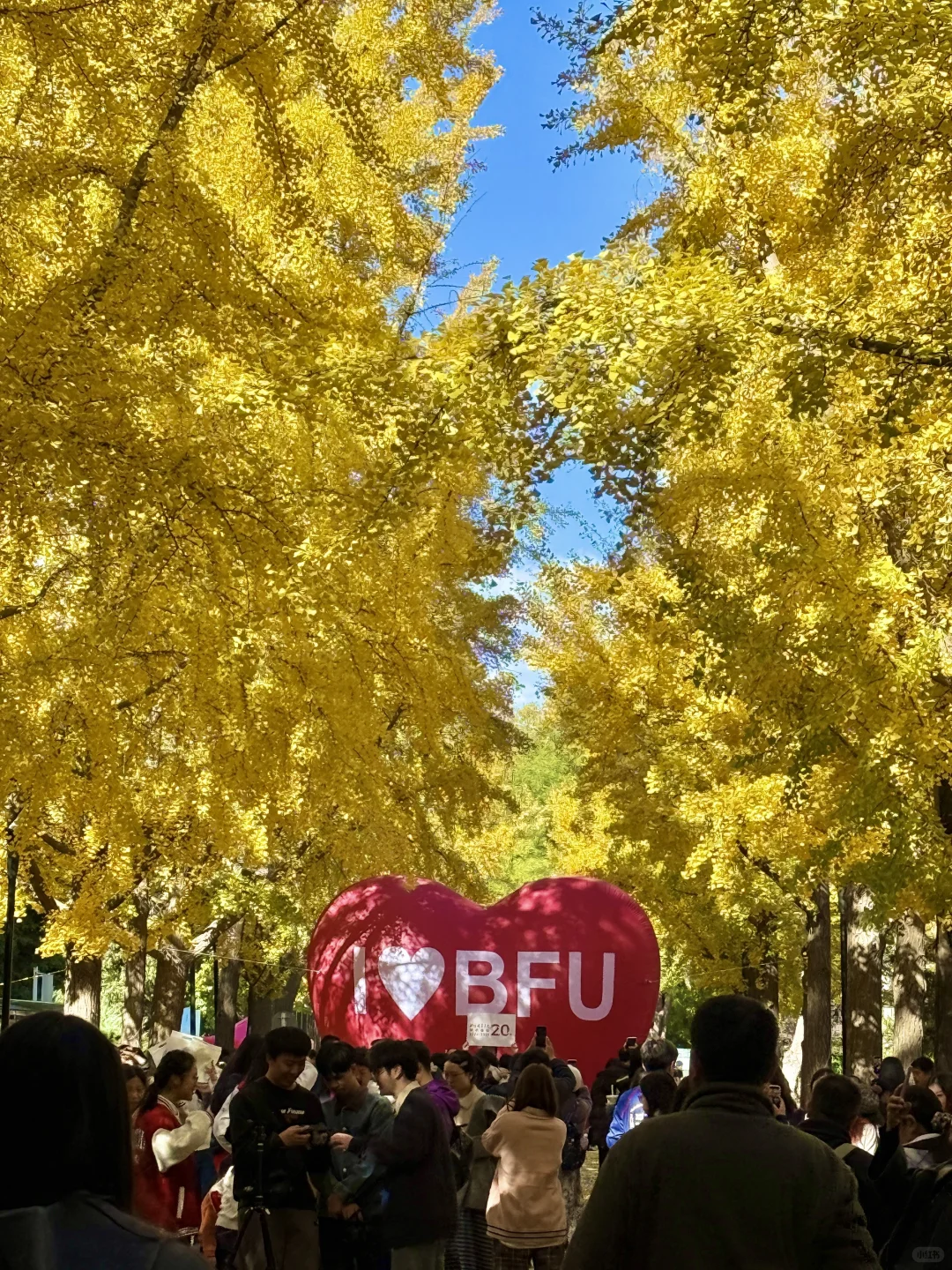 所有在北京的！请停止宅家立刻出门赏银杏?