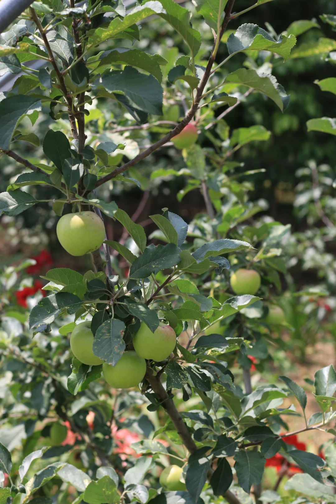 南方苹果容器苗上市了