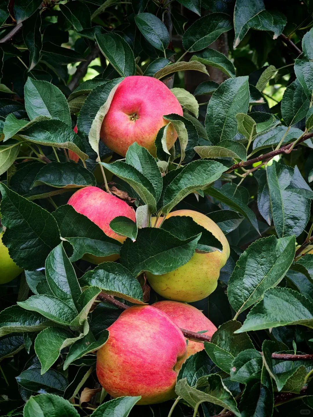 自家果园种植，价格实惠
