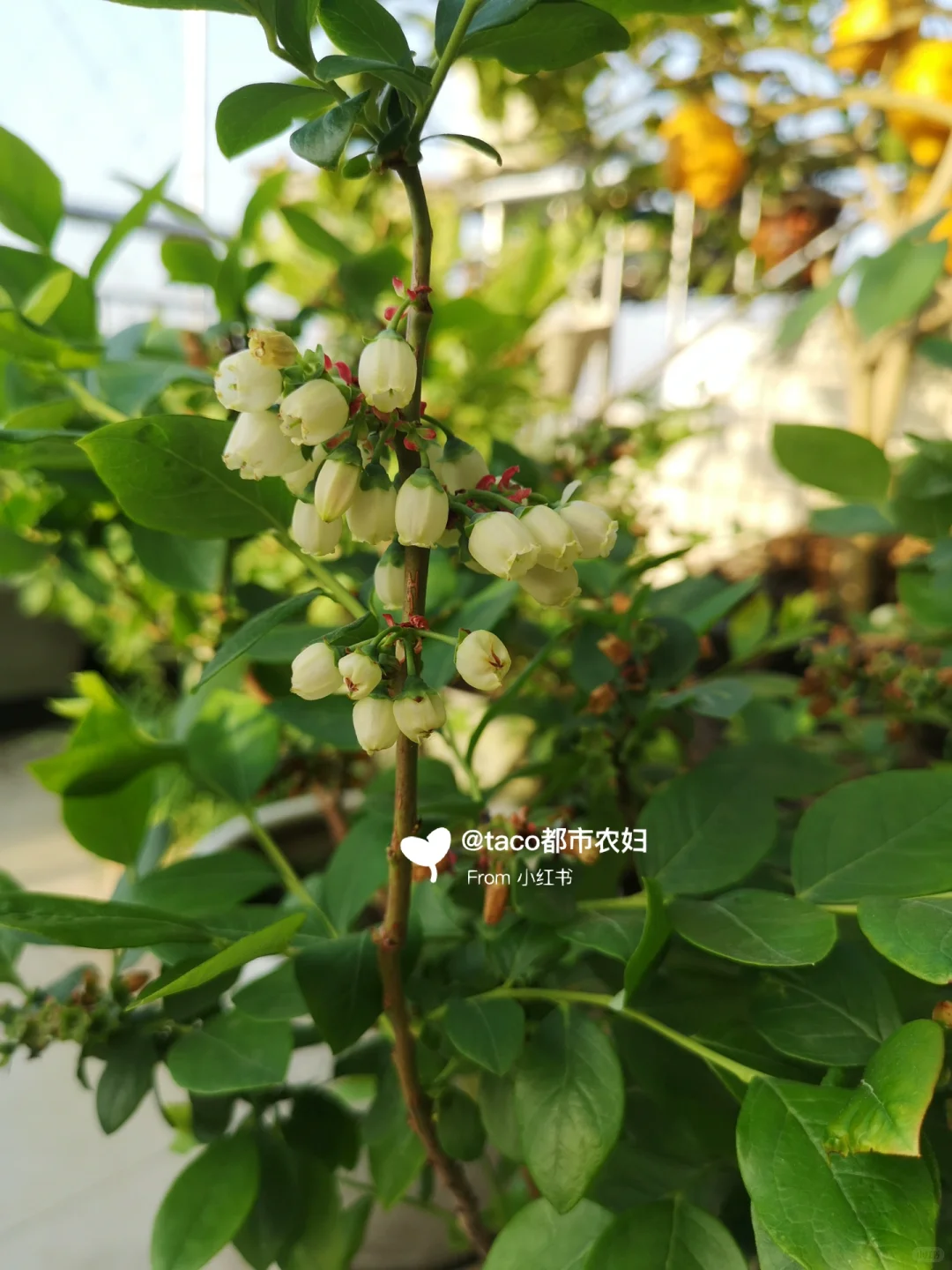 阳台种果树:新手友好型果树清单