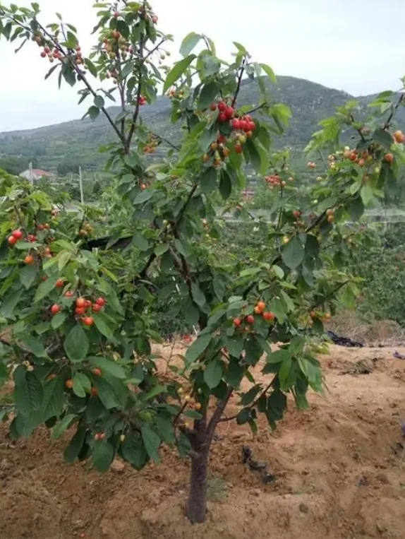 常用园林果树【下】