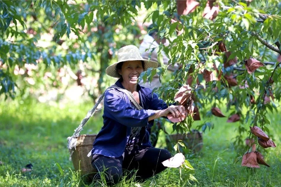 小黄桃撬动“乡村振兴”大产业