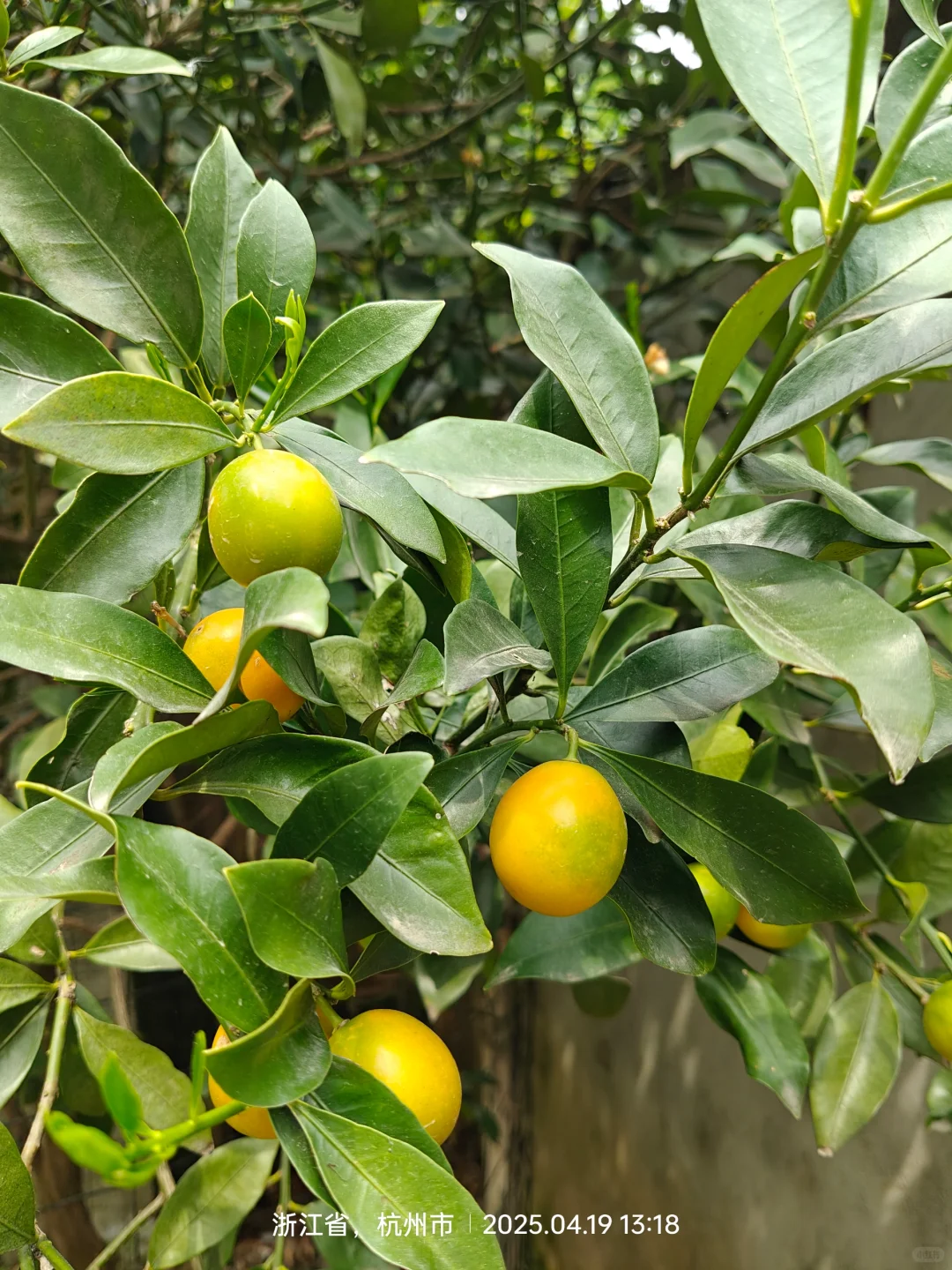 关于我家院子里的果树→_→