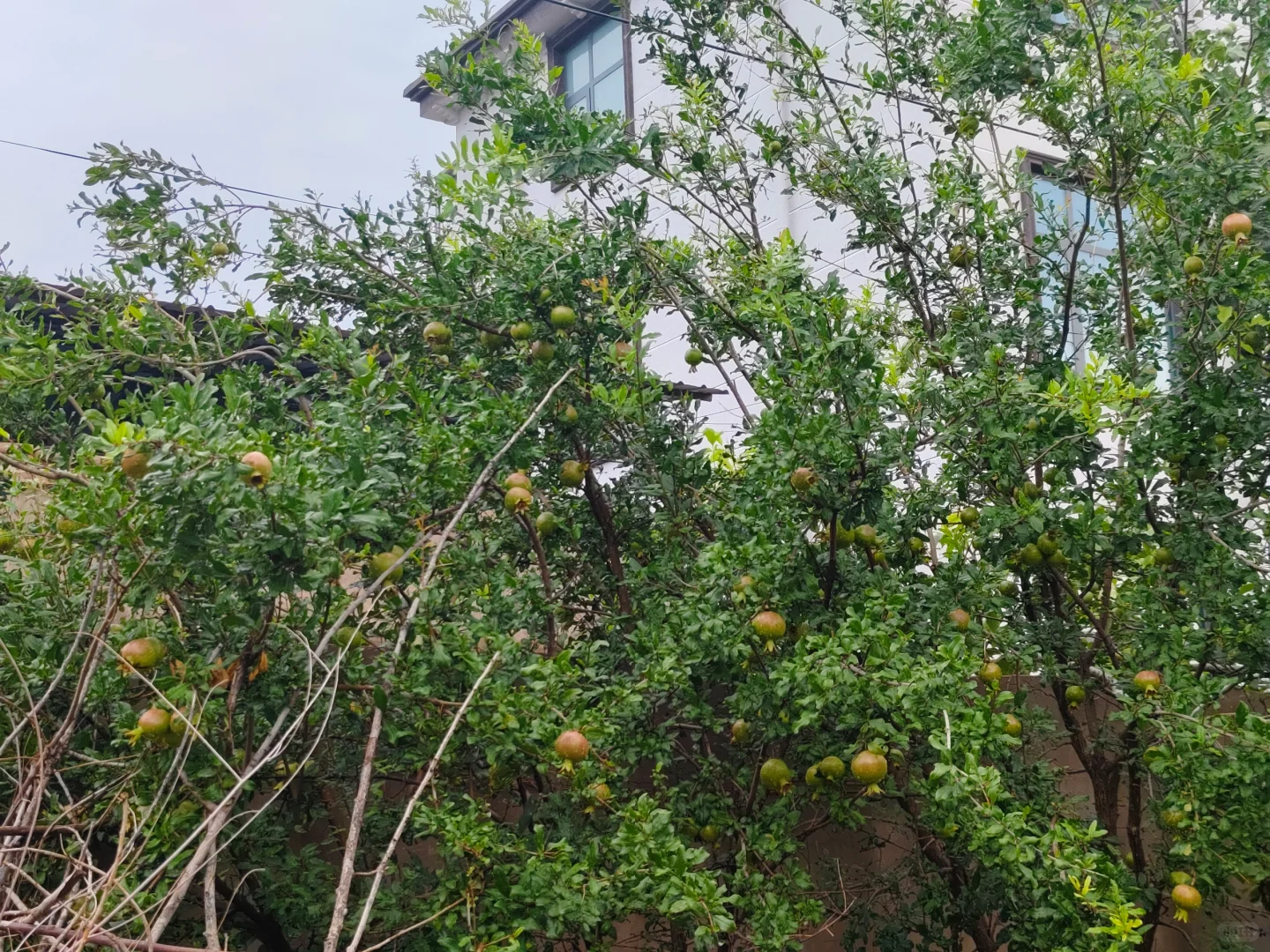 我的理想是满院子瓜果蔬菜