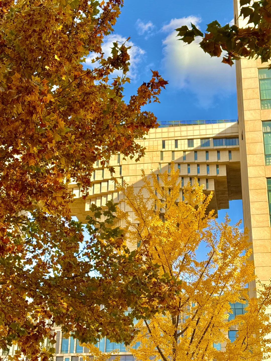 所有在北京的！请停止宅家立刻出门赏银杏?