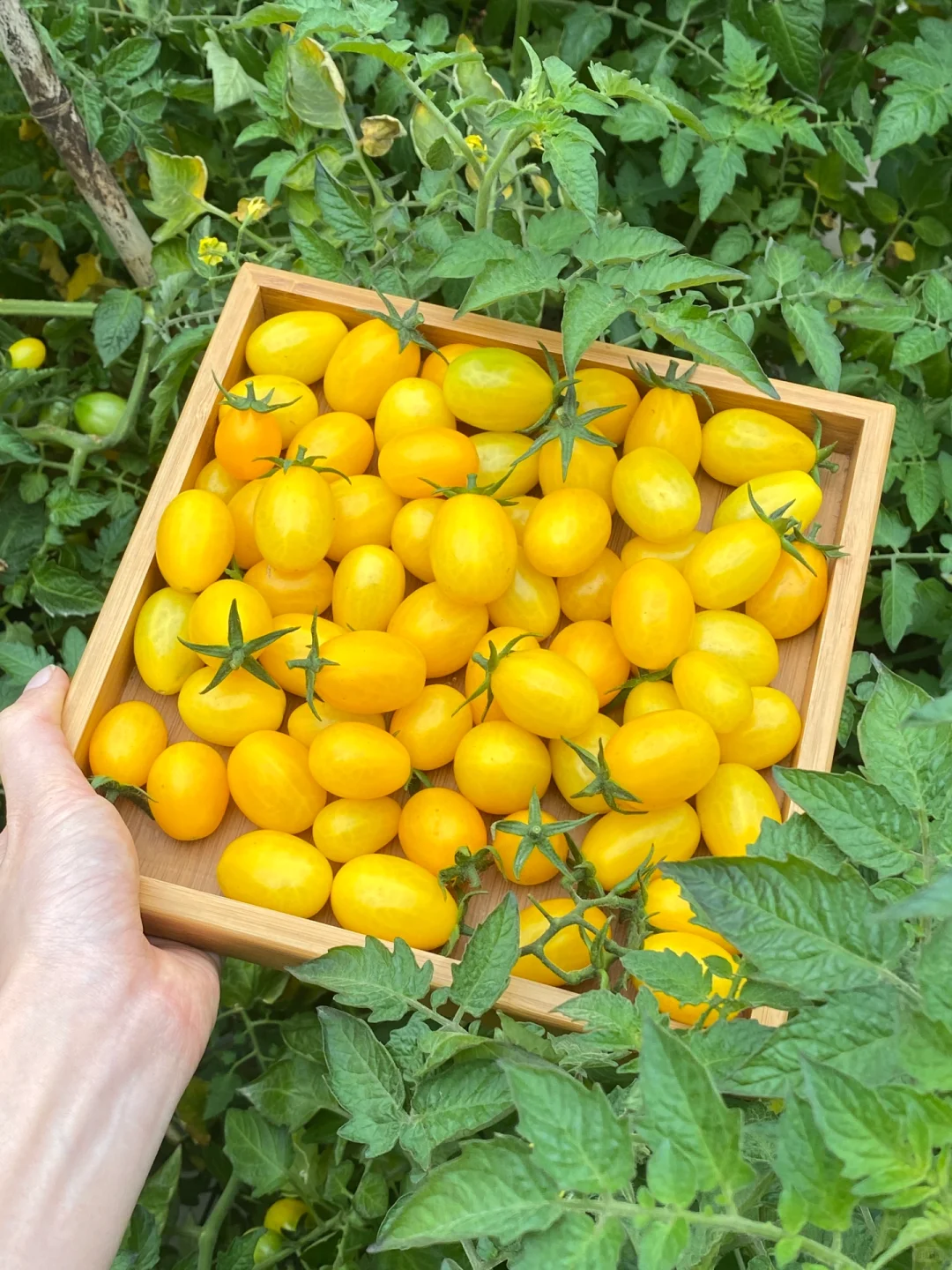 阳台党可以种什么水果？??????