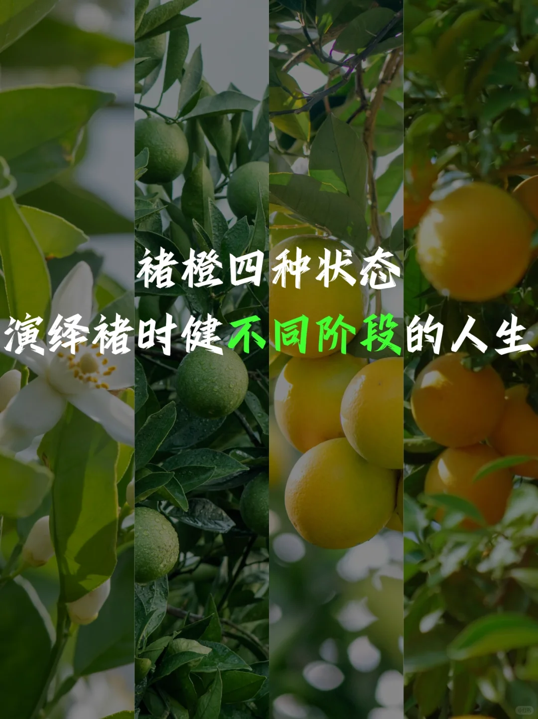 「人生如橙」褚时健的四味人生