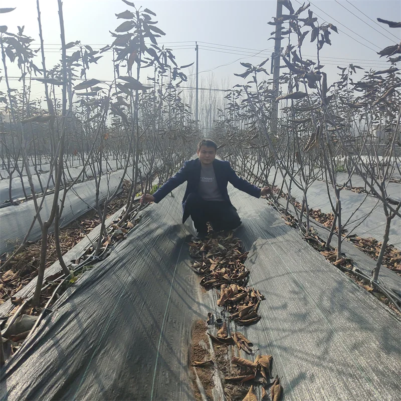 红肉西梅苗,在适宜的土壤中绽放异彩