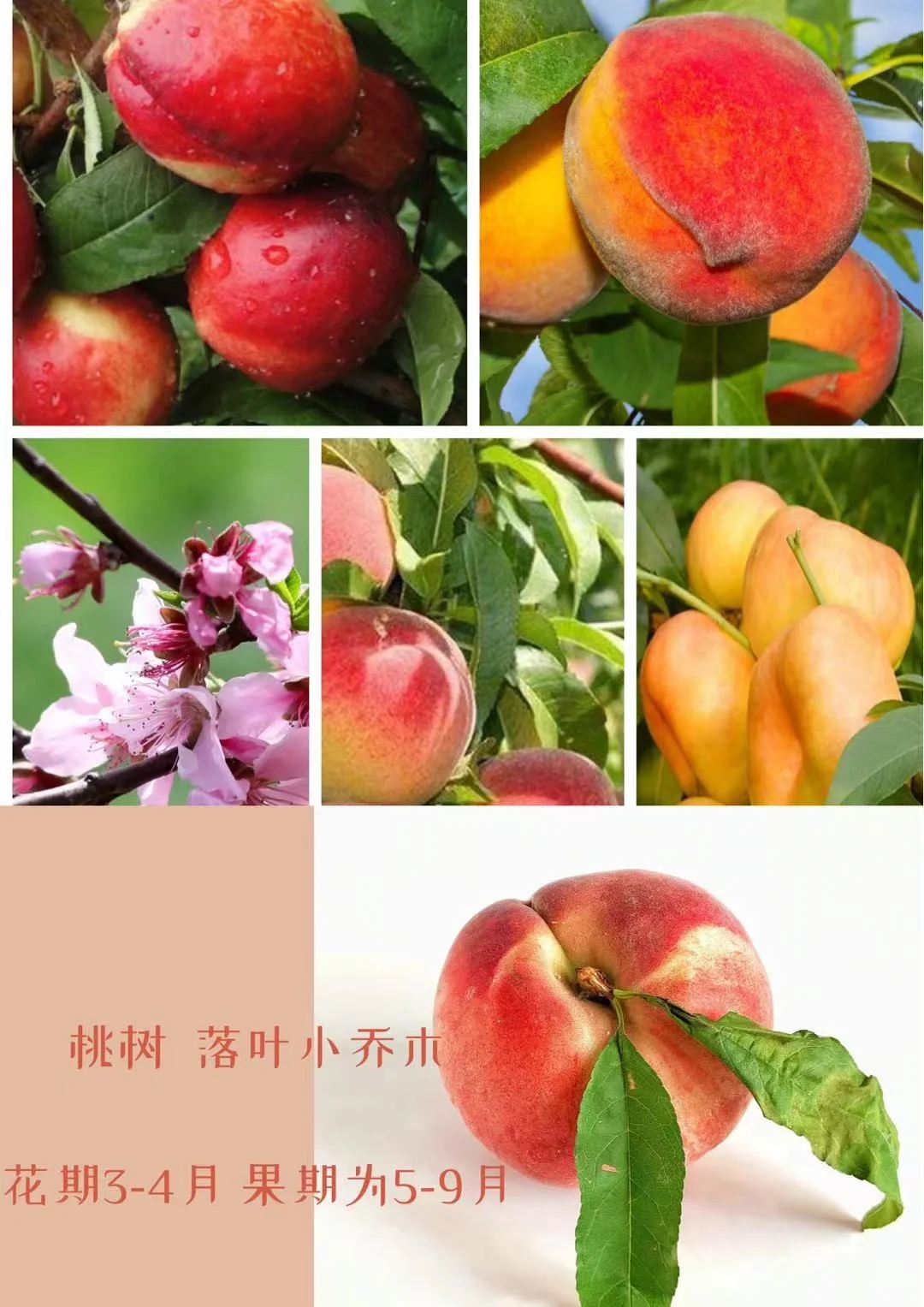 适合北方种植的果树水果