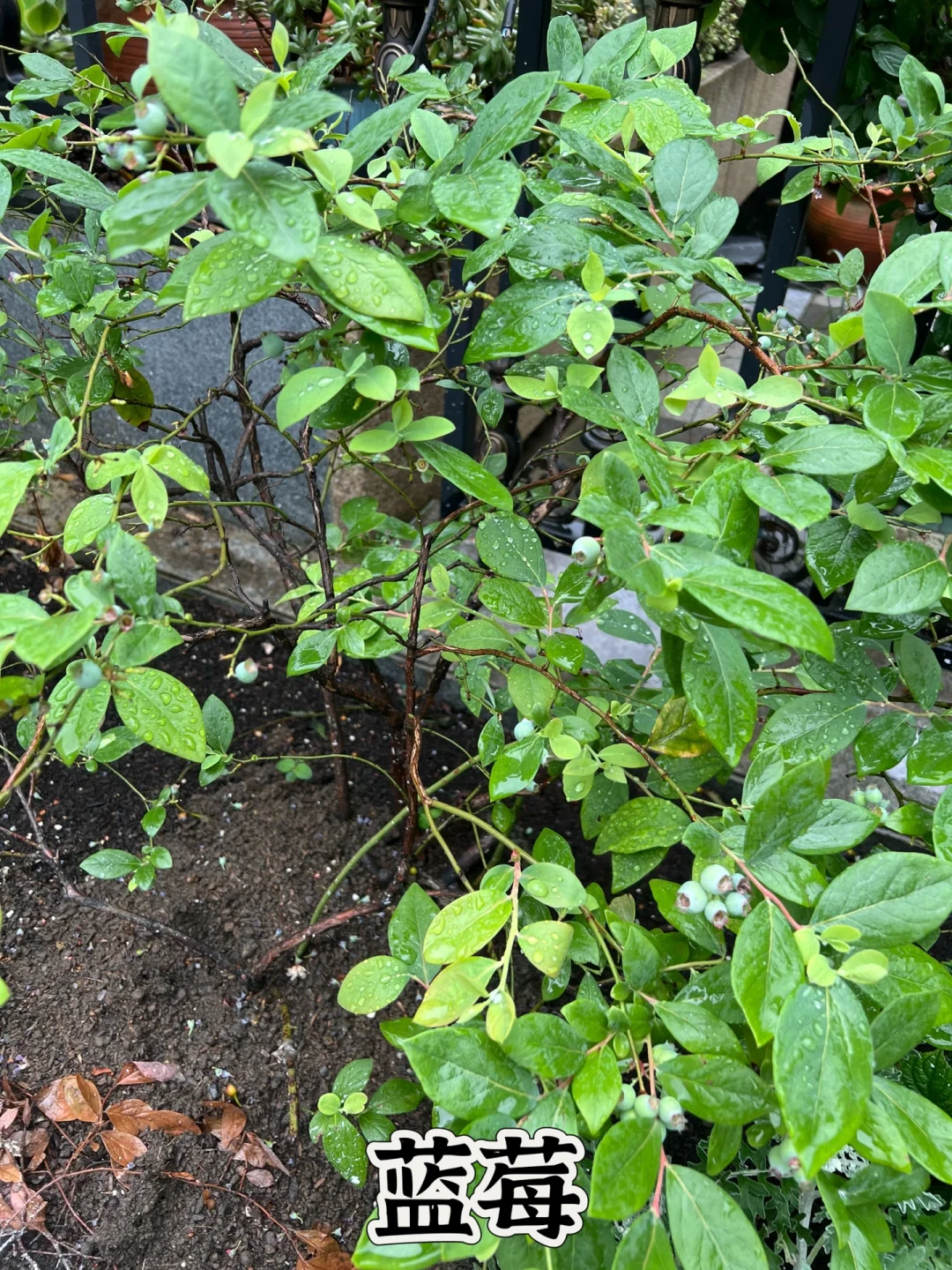 打造一个一年四季都有水果吃的花园