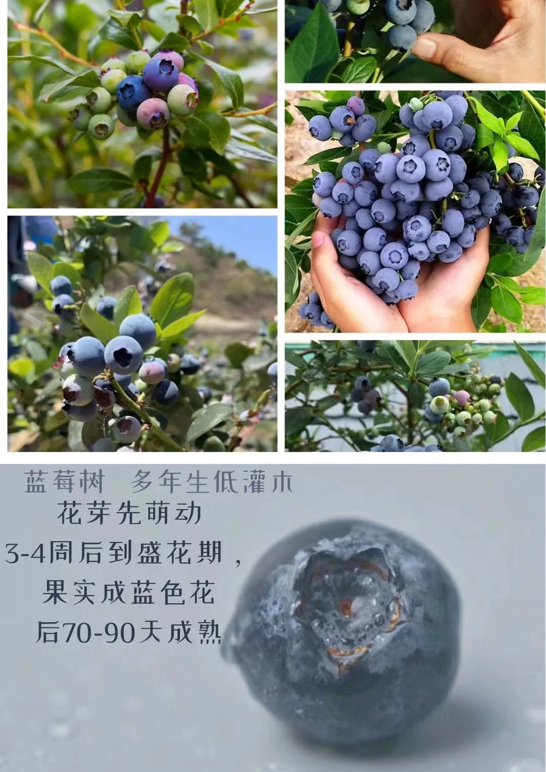 适合北方种植的果树水果