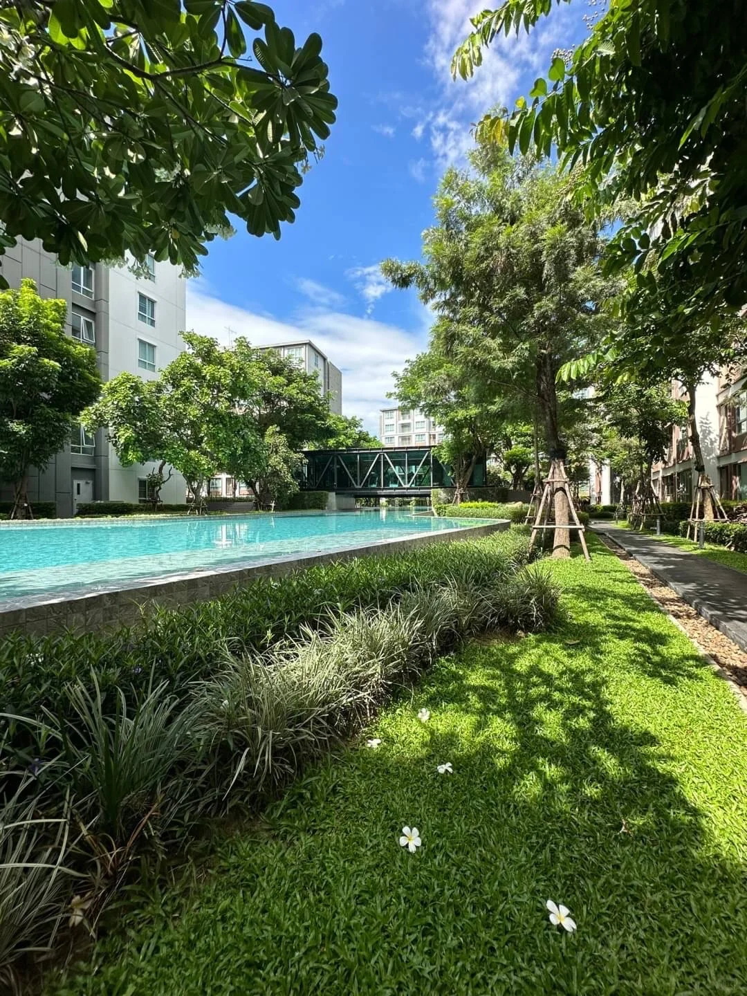 dcondo ping?‍♂️泳池景观开间出租12000铢