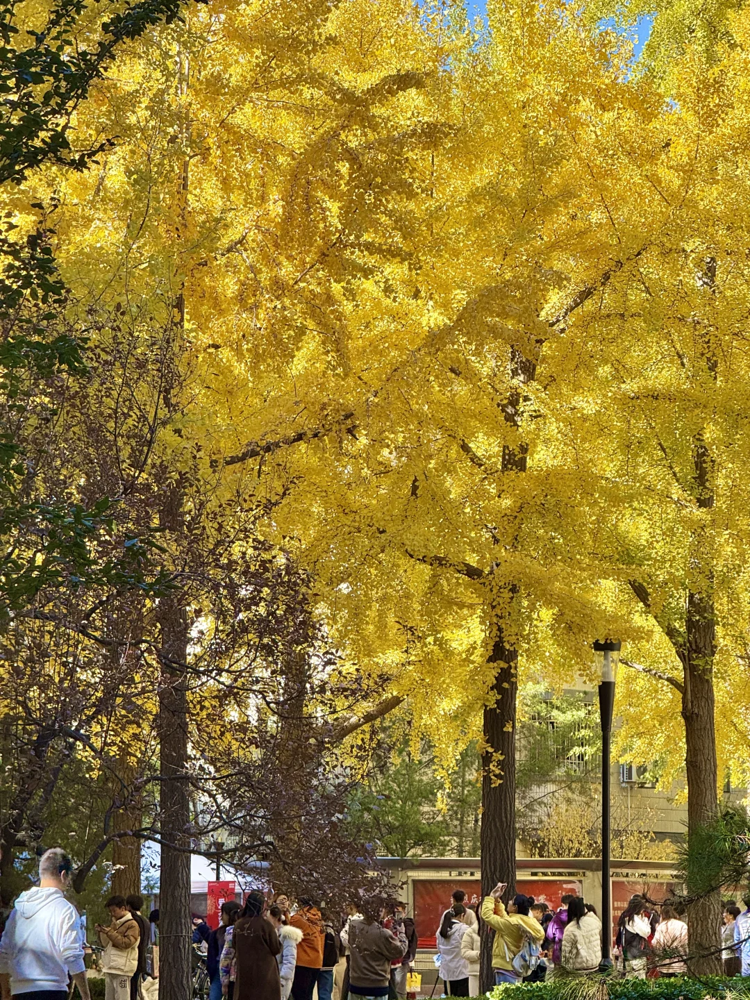 所有在北京的！请停止宅家立刻出门赏银杏?