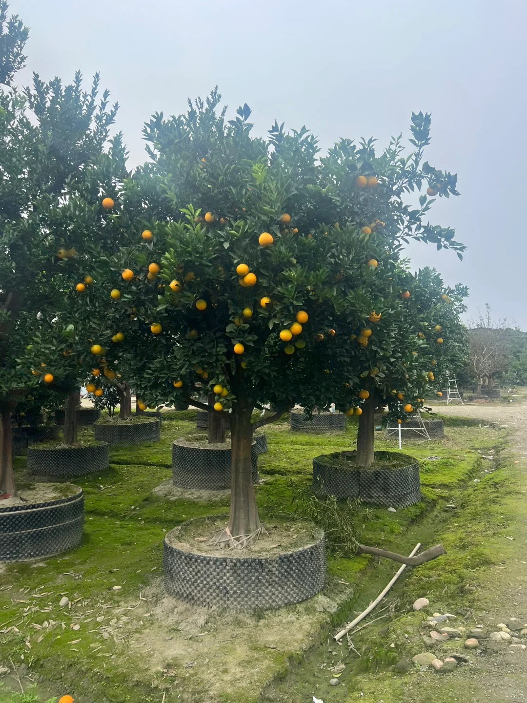 一家在成都只做精品果树的苗圃基地