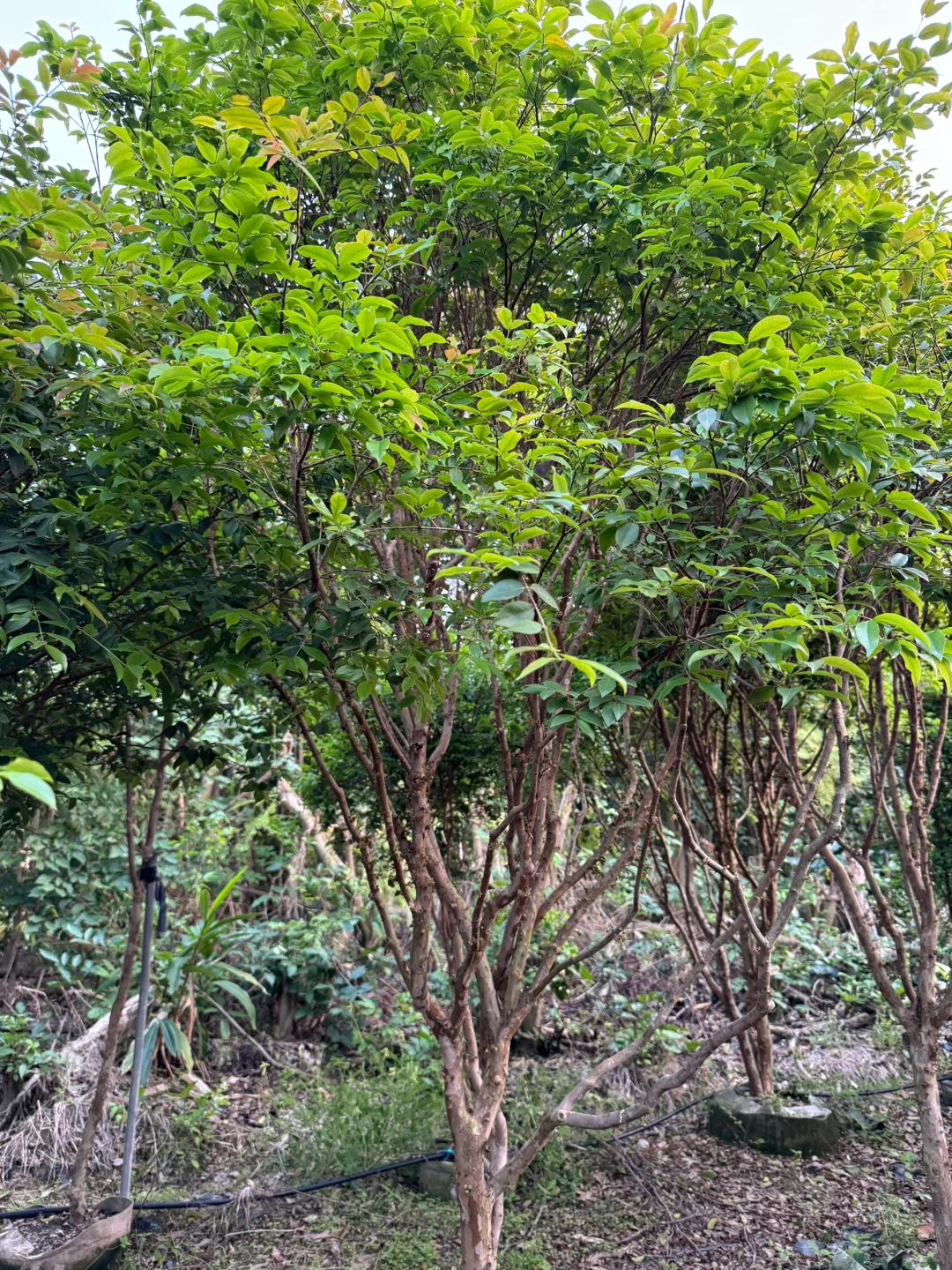 2025年了，总得在家里种一棵嘉宝果树吧