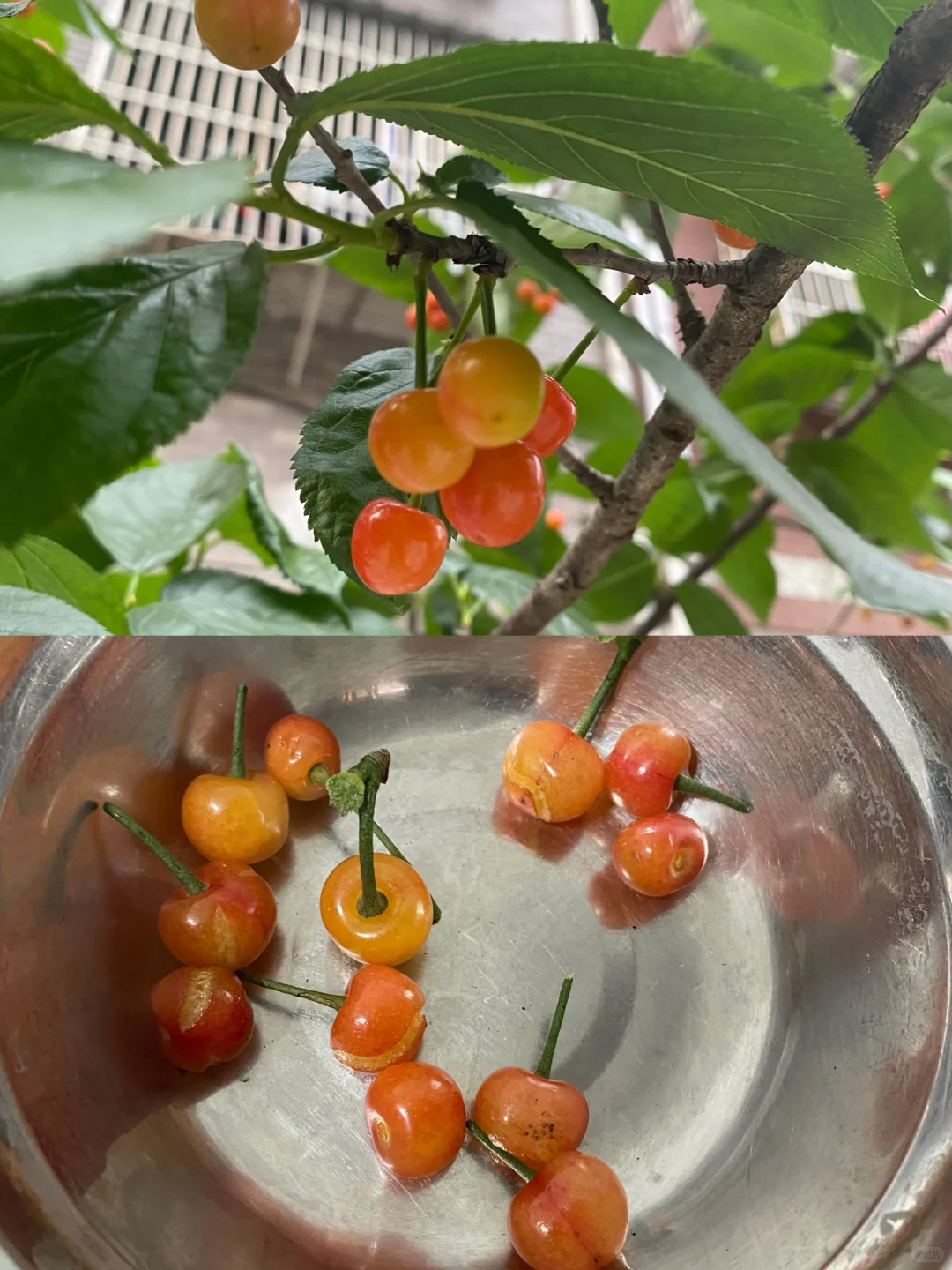 拥有一片小果园是什么体验？