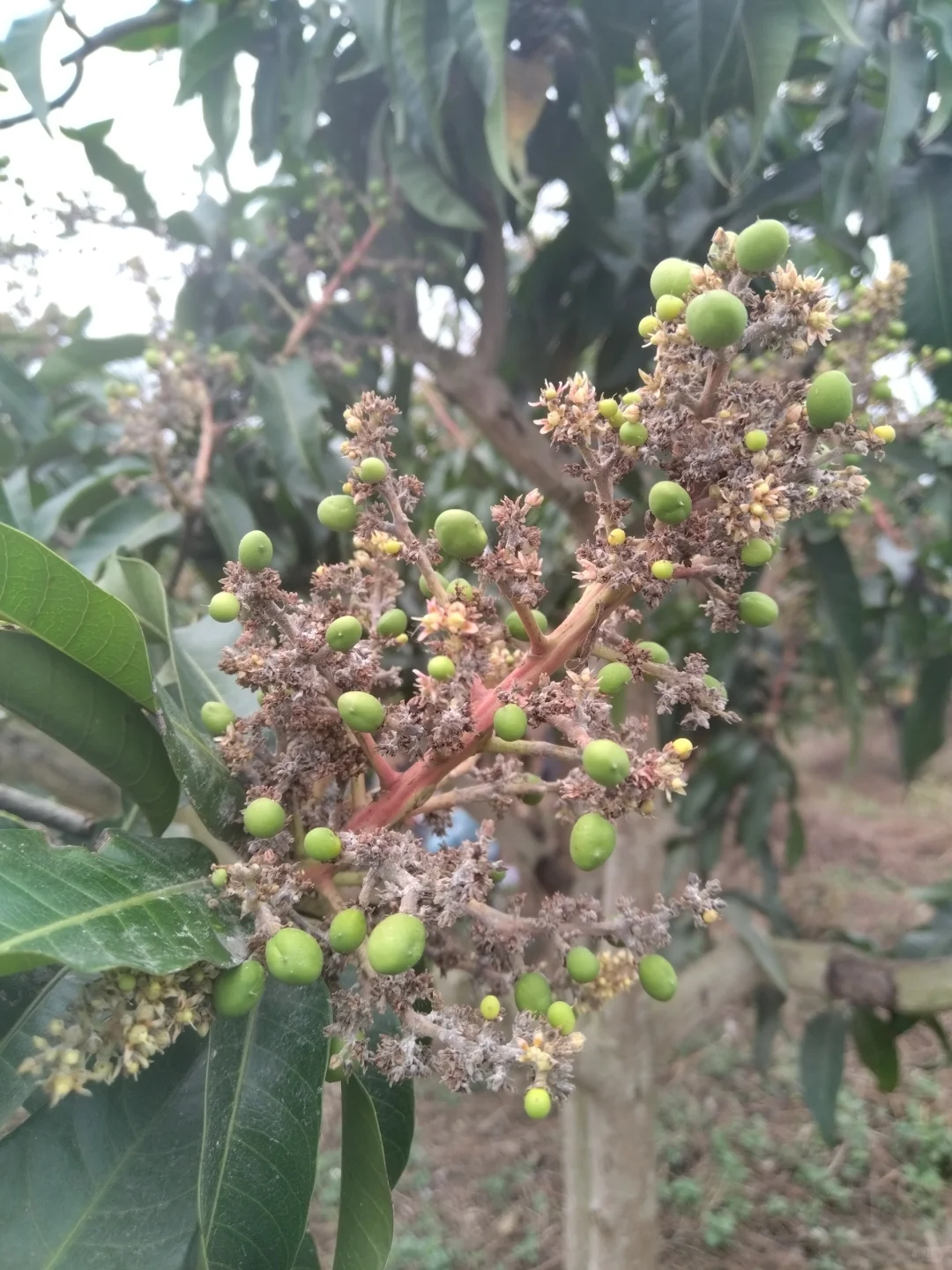 天呐！这树上也能长“葡萄”啦！！