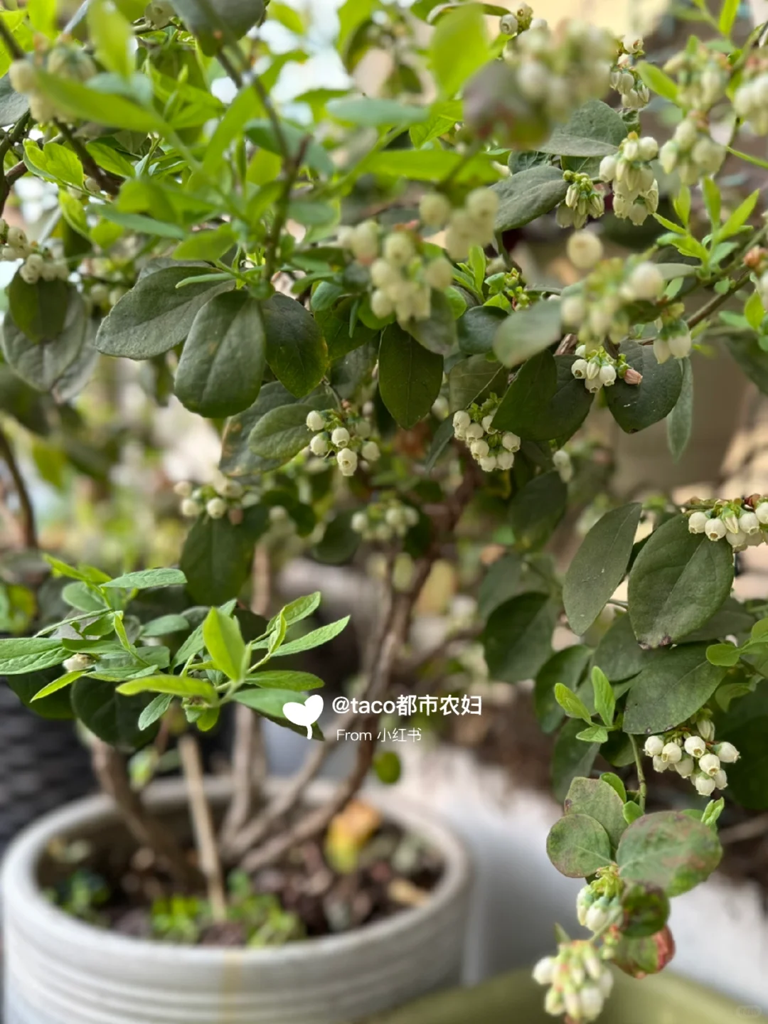 阳台种果树:新手友好型果树清单