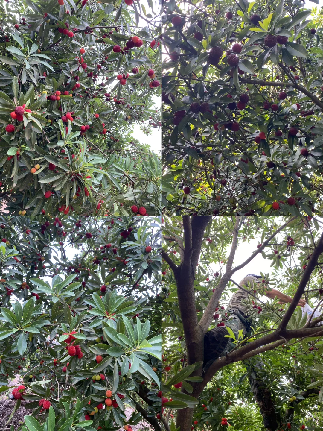 拥有一片小果园是什么体验？