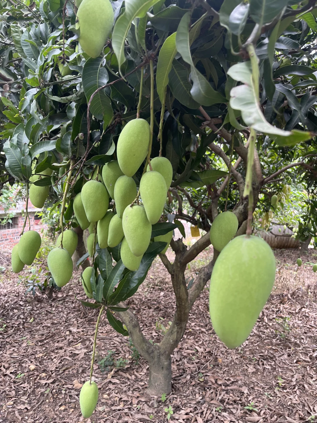 来吧，看芒果树！