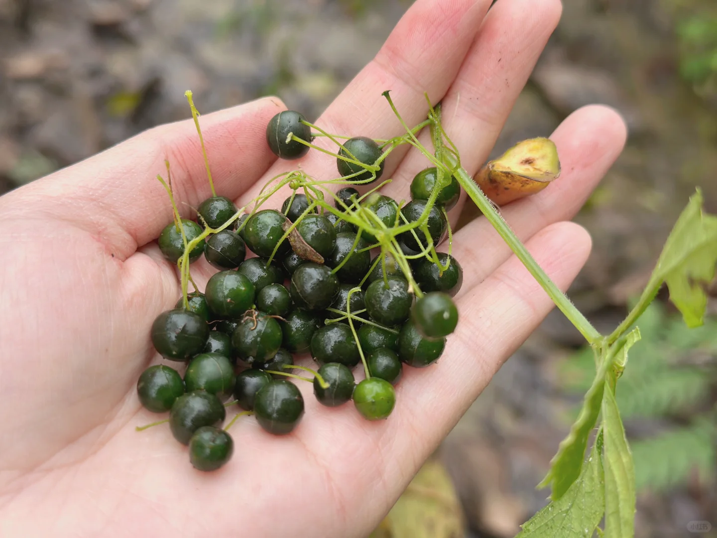 最具塑料感的果实，像不像你过年放的烟雾弹