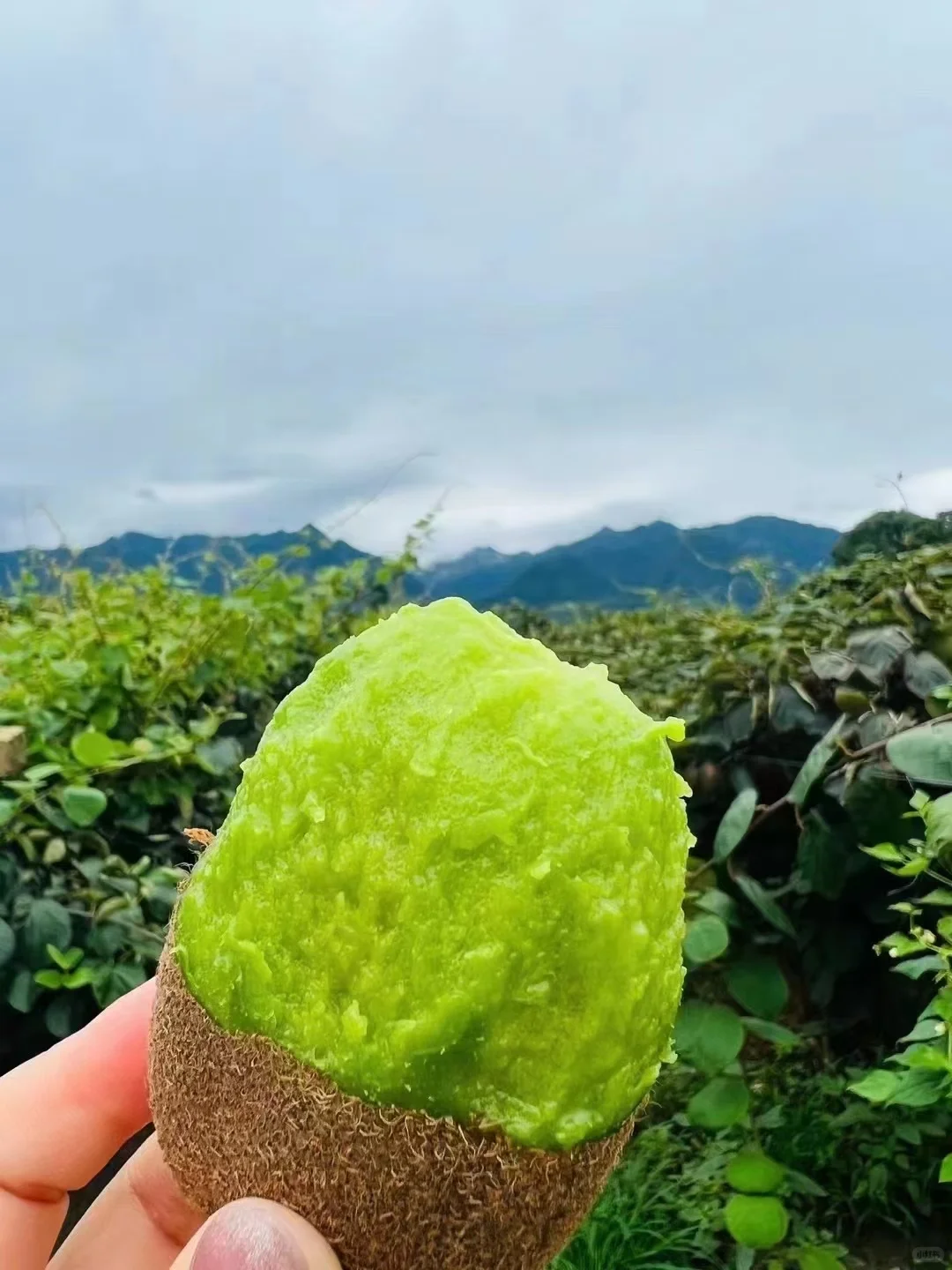 这水果原来是树上长的。。。