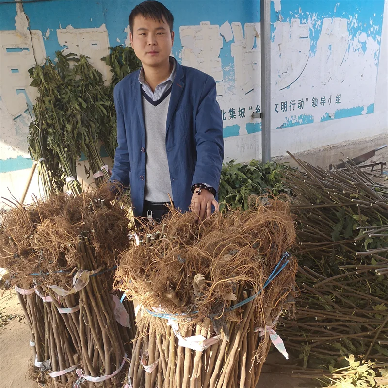 【美早樱桃苗】：独特口感，市场认可度高