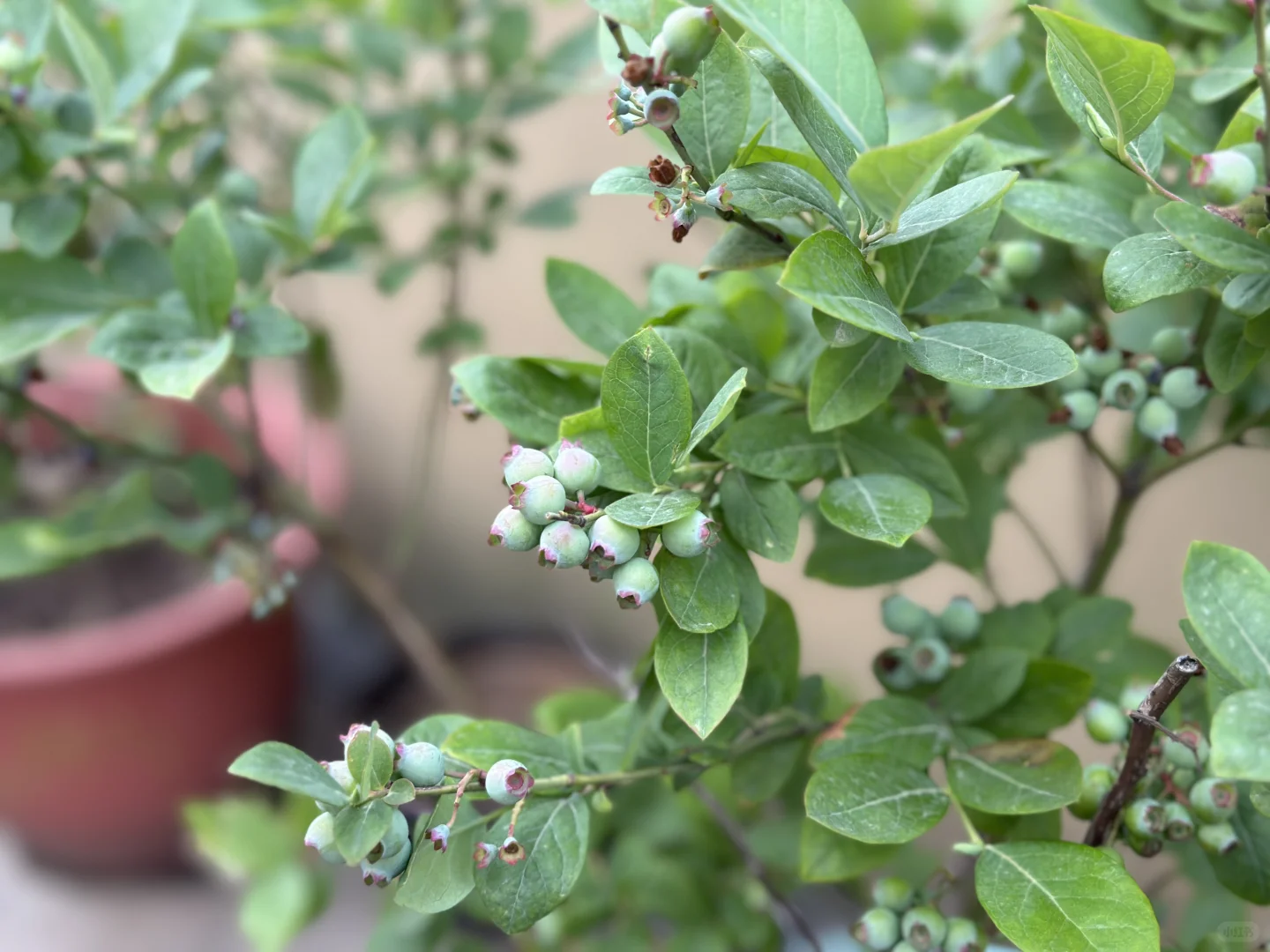 阳台果园都挂果啦