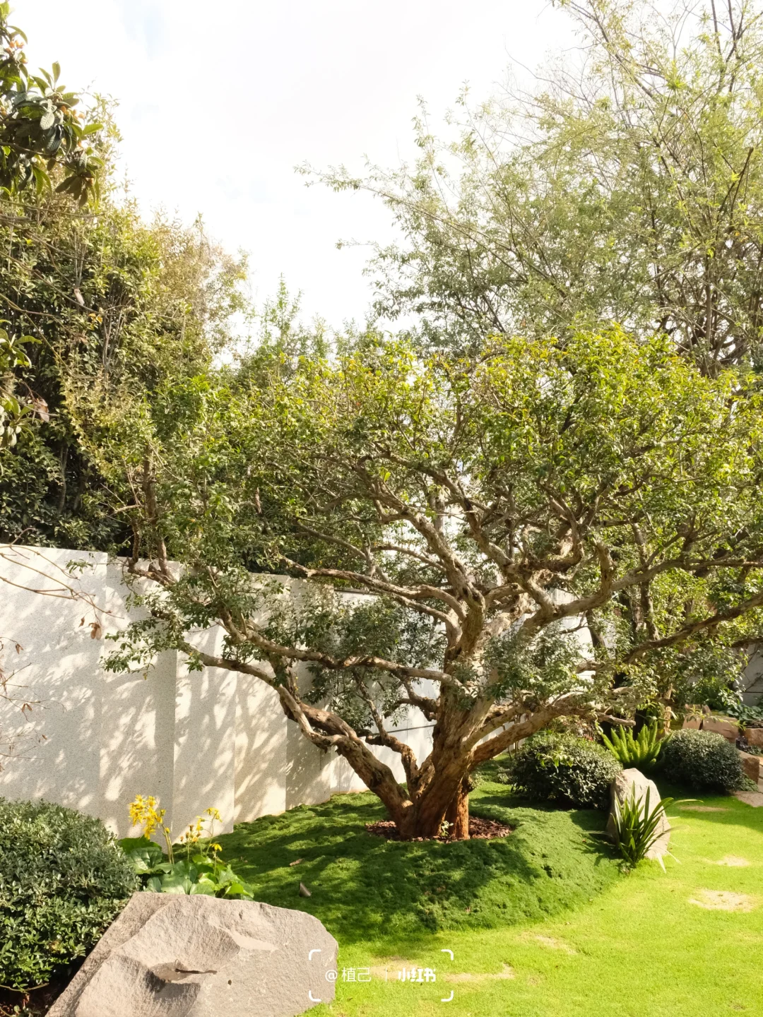 院子里种这6棵果树，好看且寓意好