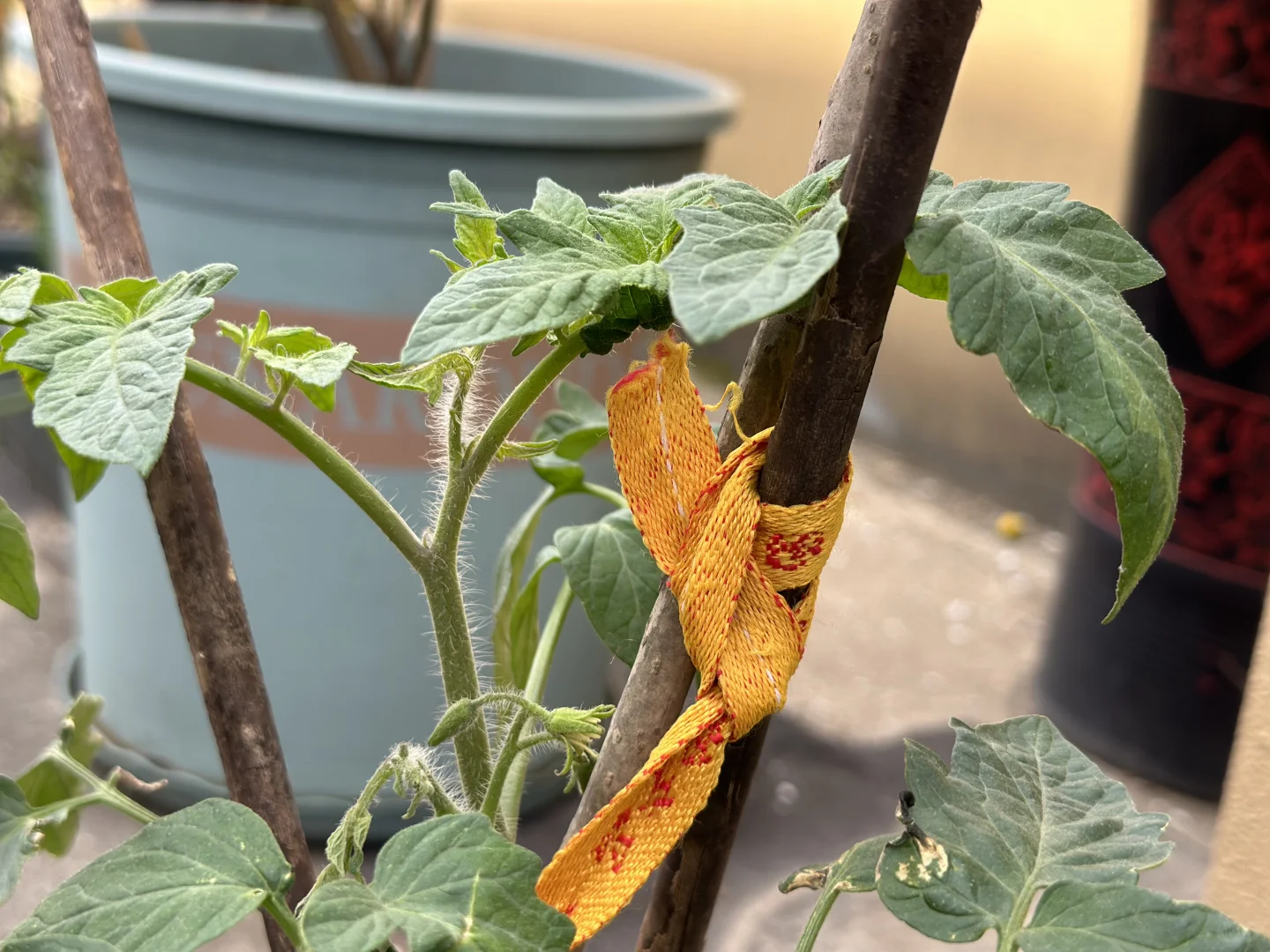 阳台果园都挂果啦