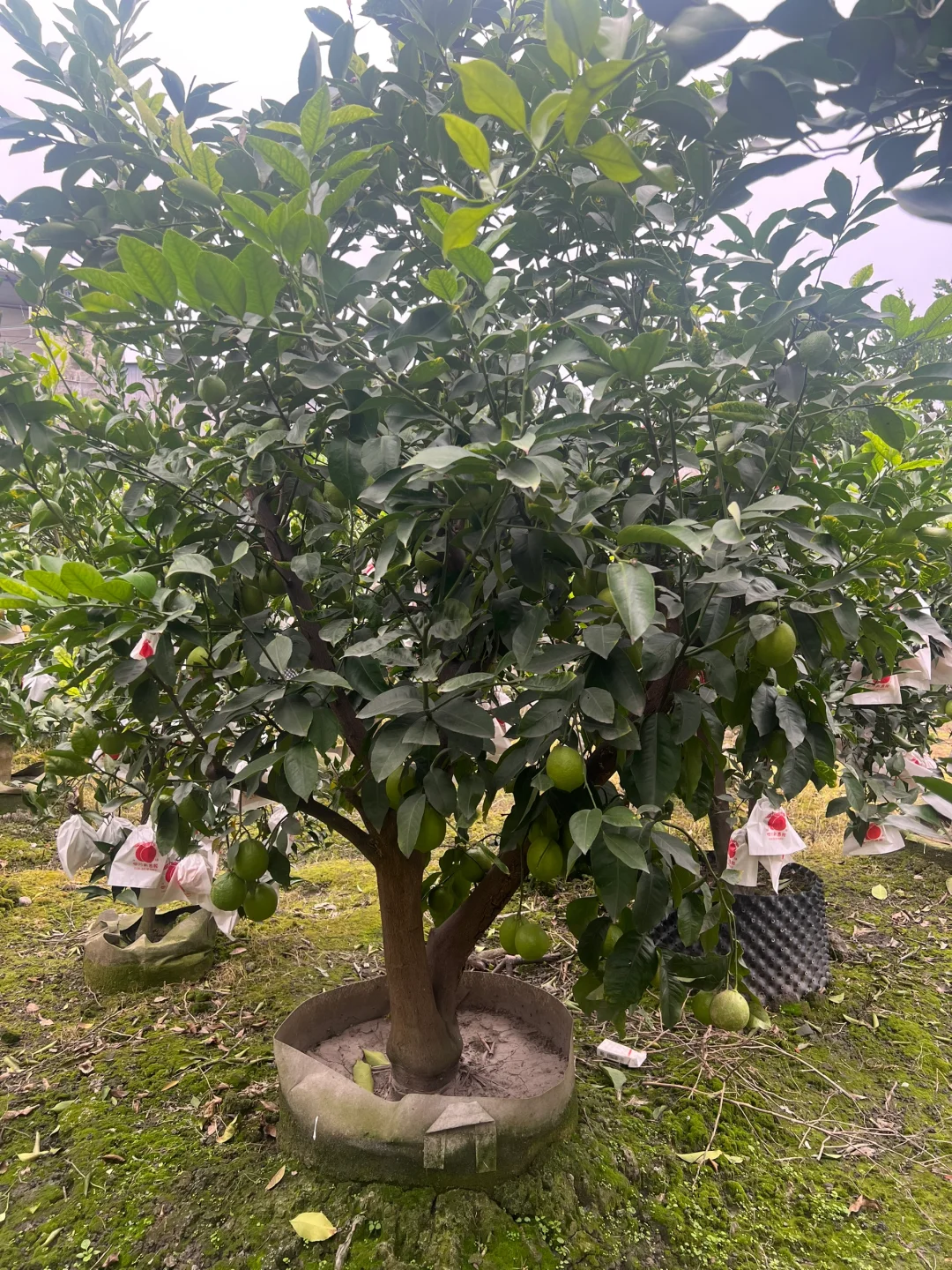 一家在成都只做精品果树的苗圃基地