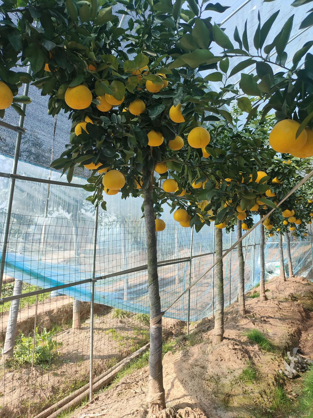 庭院种植果树超甜多汁葡萄柚树