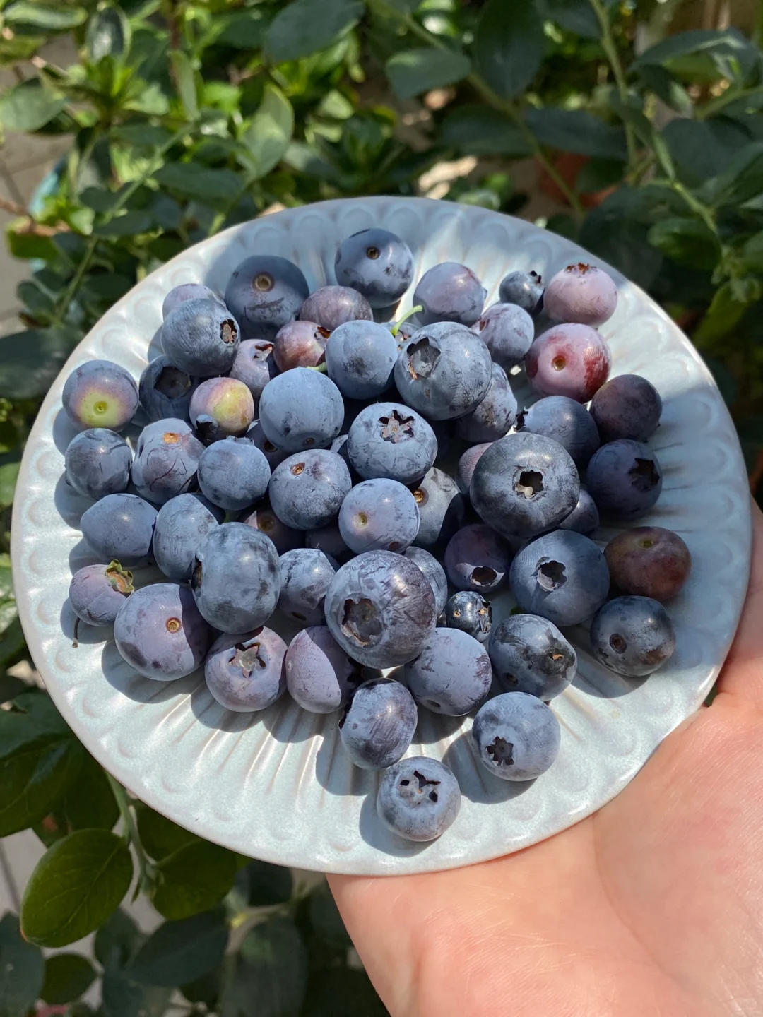 阳台党可以种什么水果？??????