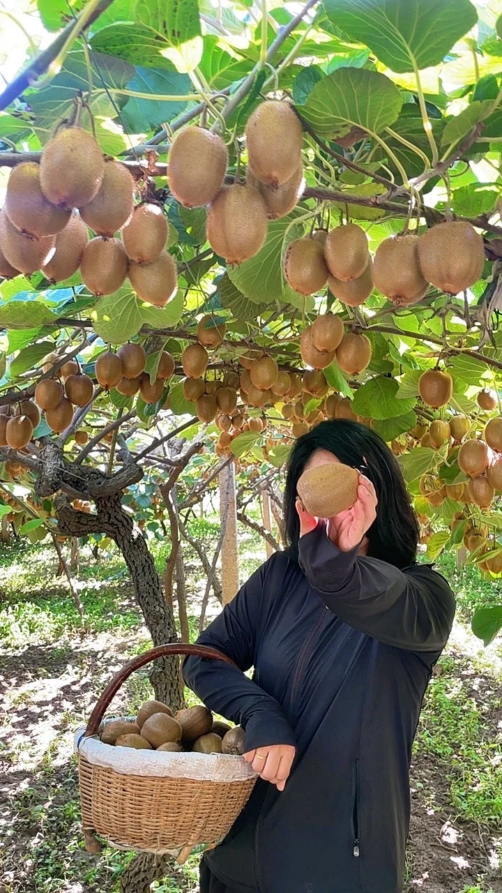 被猕猴桃治愈的季节到了！