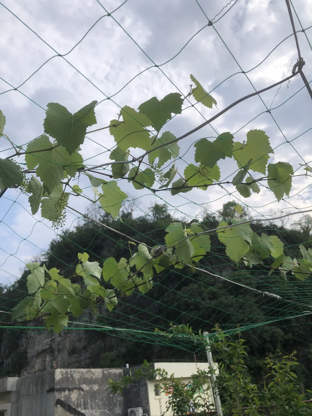 即将开花结果和准备收获的果树?