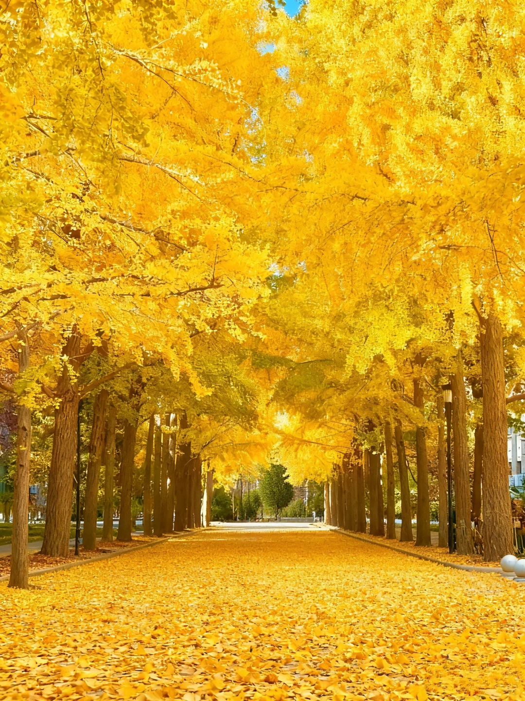 所有在北京的！请停止宅家立刻出门赏银杏?