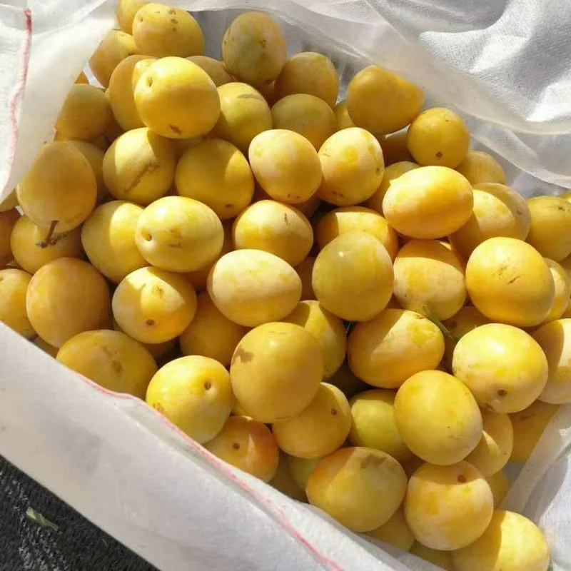 理查德西梅苗经济效益怎么样、经久不衰的西