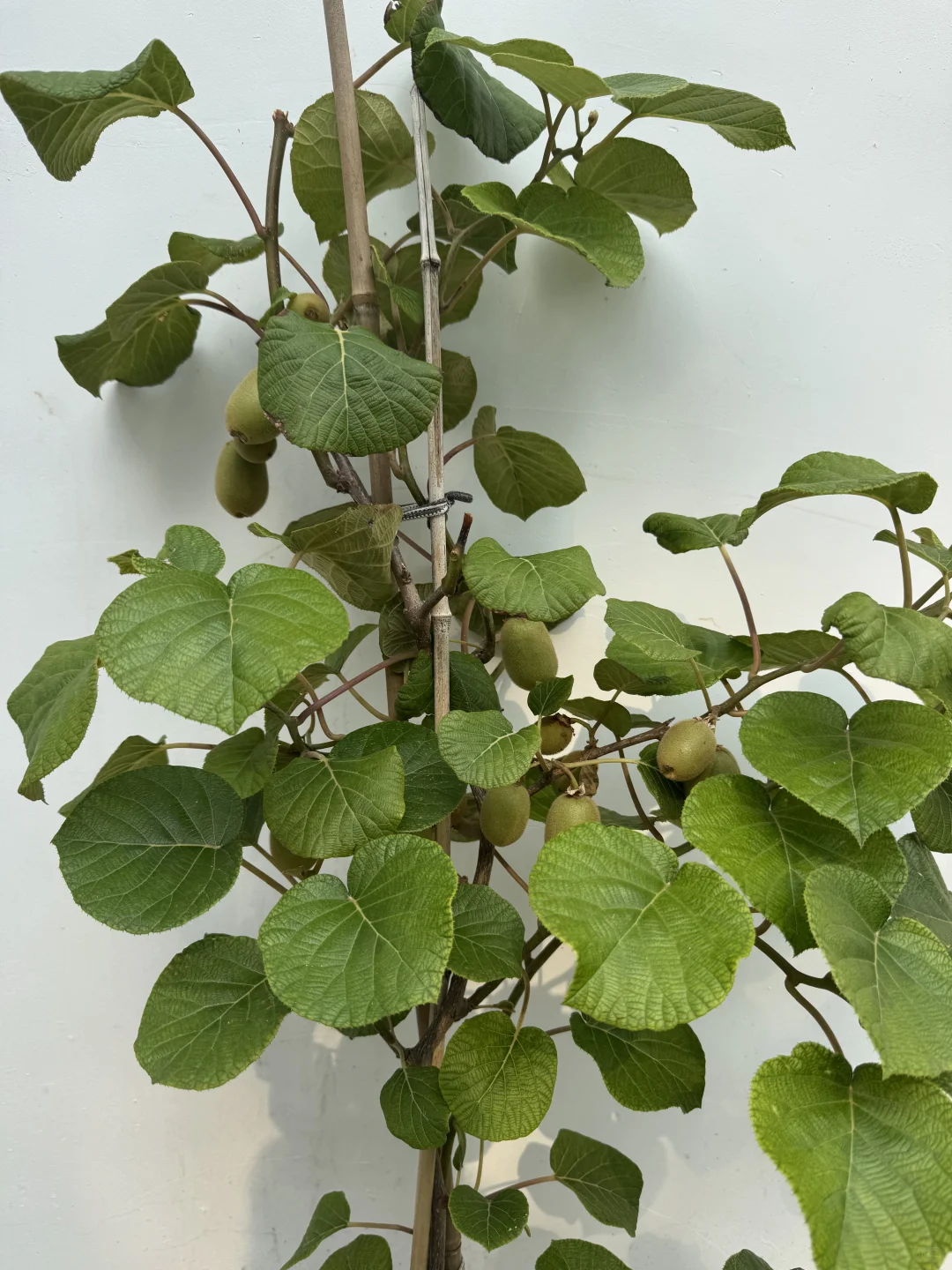 这不马上马的要实现水果自由了??