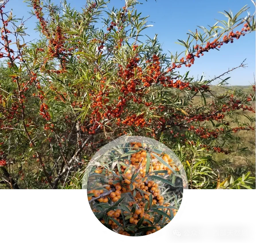 西部天然展参展商:宝得瑞(河北)健康产业