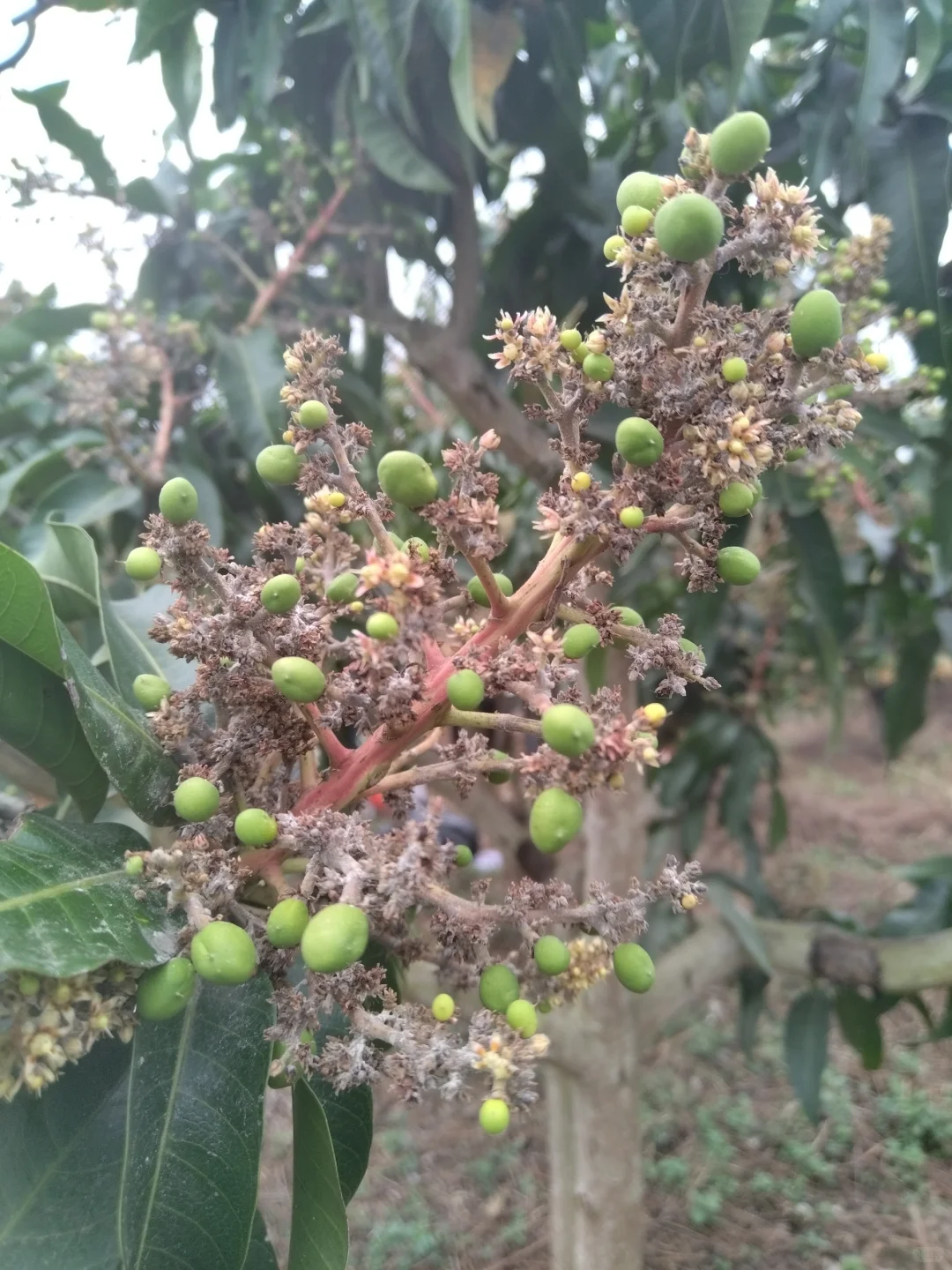 天呐！这树上也能长“葡萄”啦！！