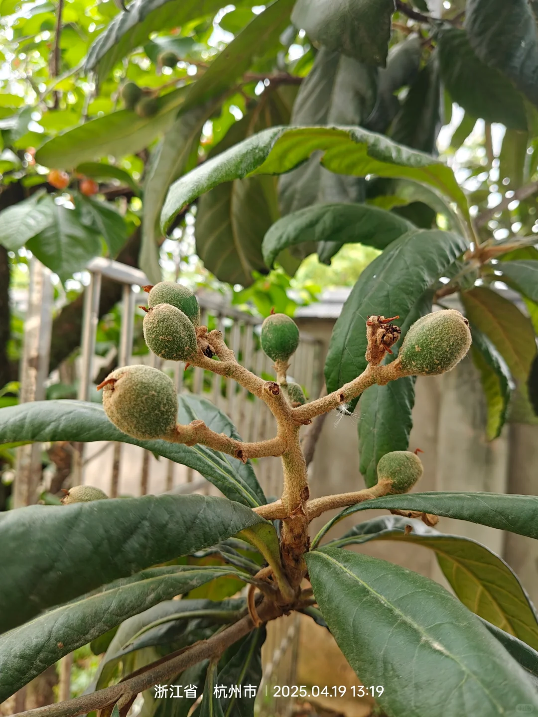 关于我家院子里的果树→_→