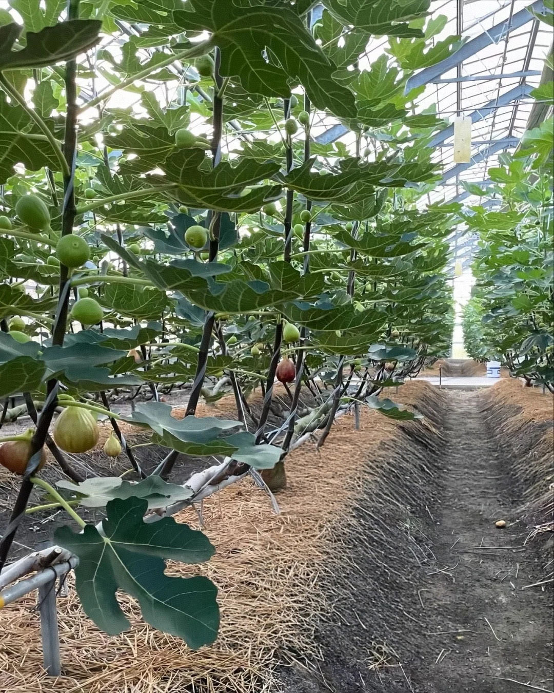 一字型无花果种植法