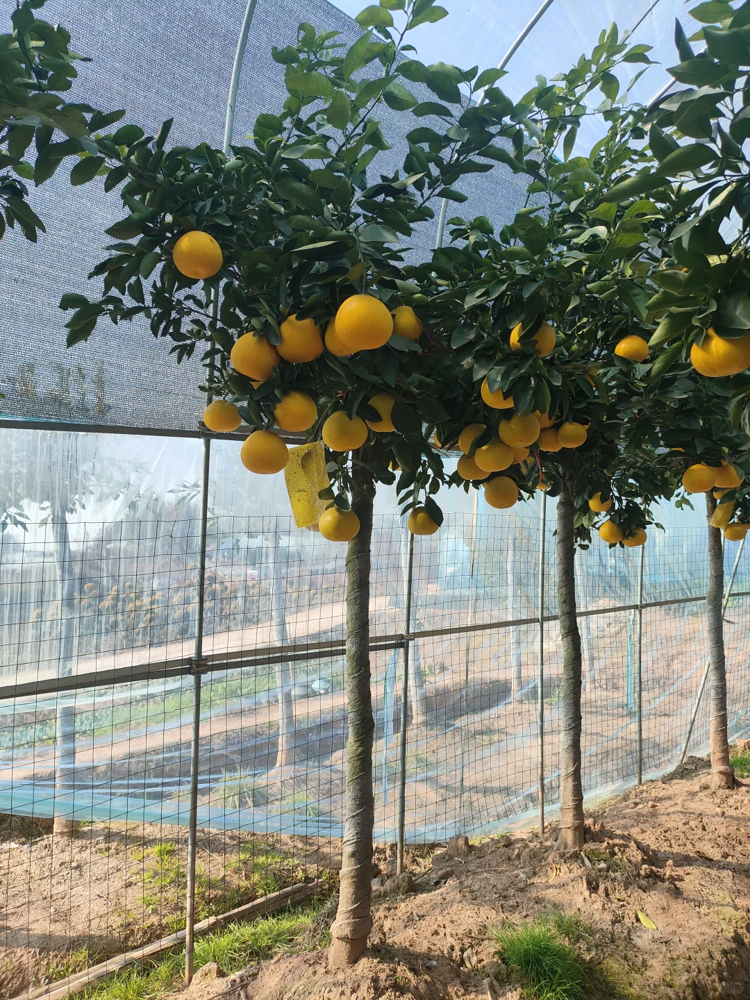 庭院种植果树超甜多汁葡萄柚树